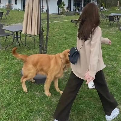 恶狼年代